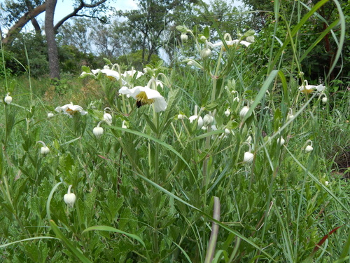 Clematis image