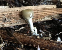 Psilocybe weraroa