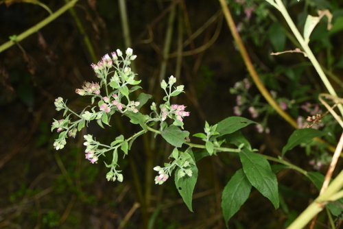 Conyza leucantha iNat (2)