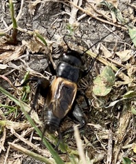 Gryllus brevicaudus