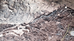 Scelotes mossambicus