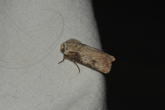 Agrotis puta