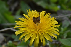 Choreutis nemorana