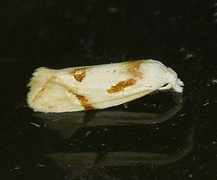 Aethes seriatana