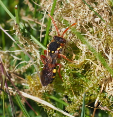 Nomada goodeniana