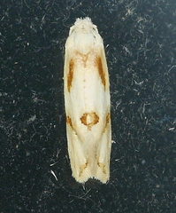 Aethes seriatana
