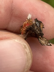 Andricus crystallinus