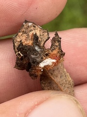 Andricus crystallinus