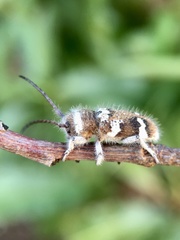 Corrhenes crassicollis