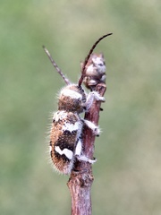 Corrhenes crassicollis