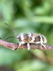 Corrhenes crassicollis