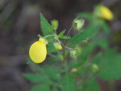 Calceolaria tripartita