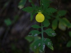 Calceolaria tripartita