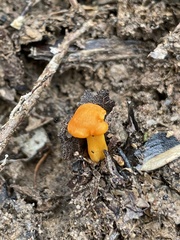 Cantharellus concinnus