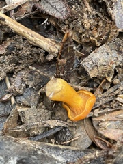 Cantharellus concinnus