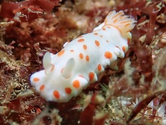 Goniobranchus tasmaniensis