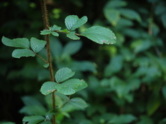 Rubus ellipticus
