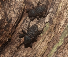 Poropterus variabilis