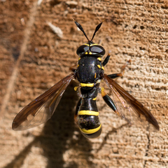 Sphiximorpha subsessilis