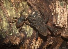 Poropterus variabilis