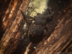 Scolyphrus semipunctatus