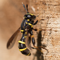 Sphiximorpha subsessilis