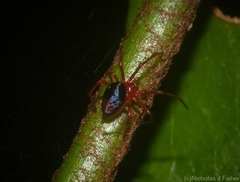 Oncodamus decipiens