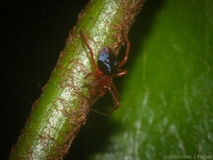 Oncodamus decipiens