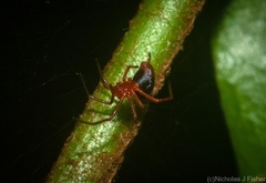 Oncodamus decipiens