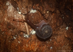 Ramogenia challengeri