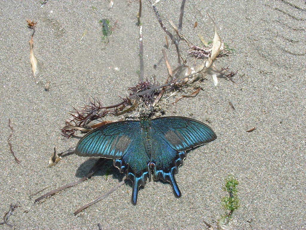 Japanese Peacock Swallowtail