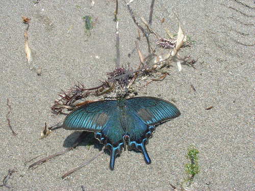 Japanese Peacock Swallowtail