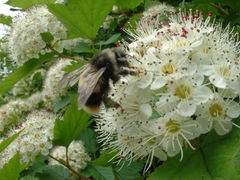 Bombus patagiatus