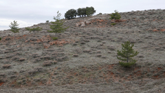 Astragalus granatensis