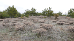 Astragalus granatensis