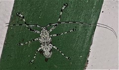 Ancylonotus tribulus