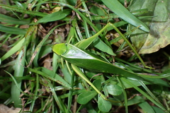 Holochlora bilobata