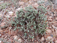 Thymelaea pubescens