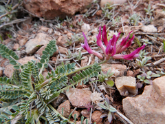 Astragalus incanus