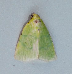 Lophocrama phoenicochlora