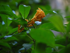 Cestrum aurantiacum
