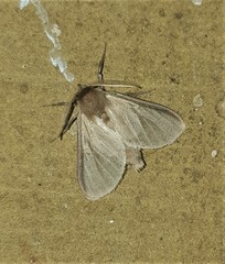 Apisa canescens