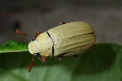 Cyphochilus apicalis