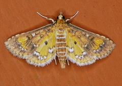 Niphograpta albiguttalis