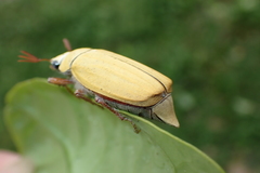 Cyphochilus apicalis