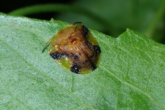 Laccoptera nepalensis