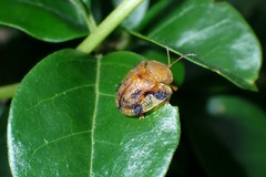 Laccoptera nepalensis