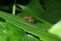 Laccoptera nepalensis
