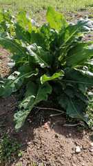 Beta vulgaris vulgaris
