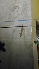 Gekko gecko